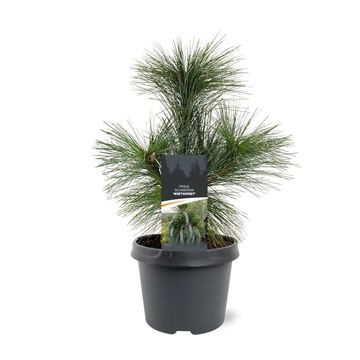 Pinus x schwerinii 'Wiethorst'