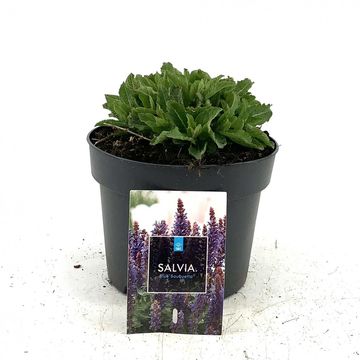 Salvia nemorosa BLUE BOUQUETTA