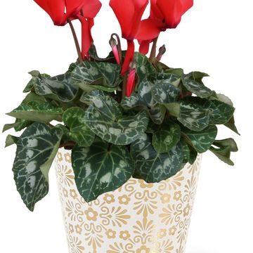 Cyclamen persicum SUPER SERIE S ALLURE MIX