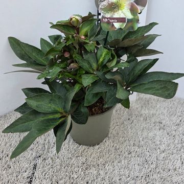 Helleborus x ericsmithii VIV VALERIA
