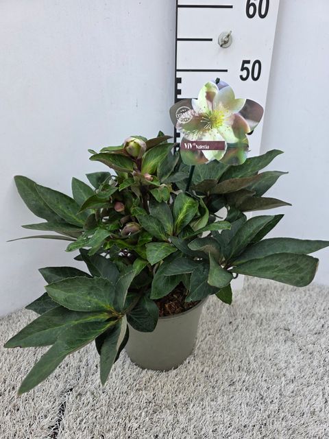 Helleborus x ericsmithii VIV VALERIA