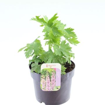 Delphinium 'Magic Fountains Deep Rose White Bee'