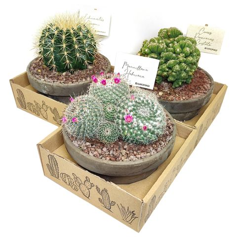 Cactus MIX