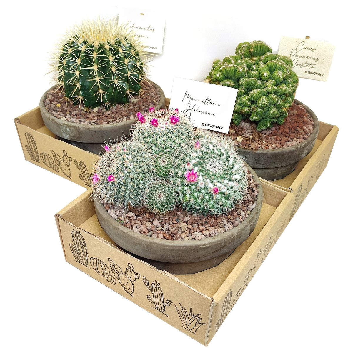 Cactus MIX — Plant Wholesale FlorAccess