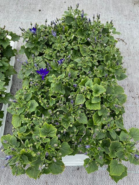 Pericallis SENETTI MIX