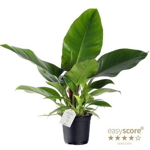 Philodendron 'Imperial Green'