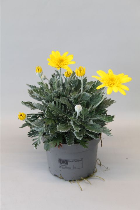 Euryops pectinatus DOUBLE SILVER STAR