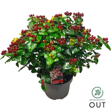 Hypericum MIRACLE MARVEL