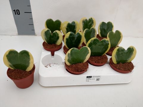 Hoya kerrii 'Variegata'