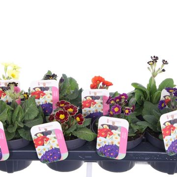 Primula ELATIOR MIX