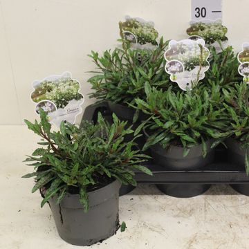 Gaura lindheimeri 'Graceful White'