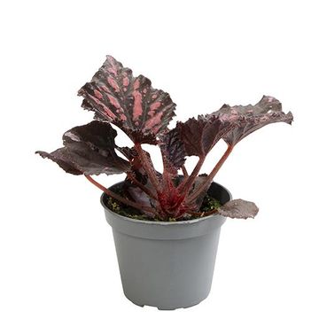 Begonia MAGIC COLOURS PINKPOP