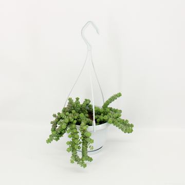 Crassula marnieriana 'Hottentot'