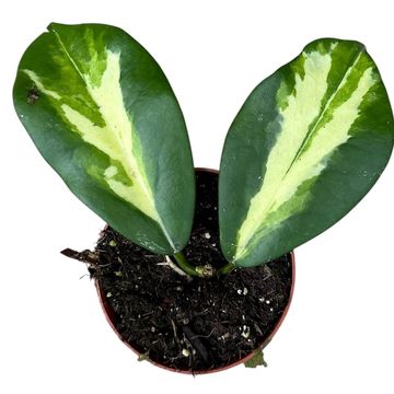 Hoya diversifolia 'Maharani'