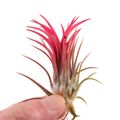 Tillandsia ionantha 'Fuego'