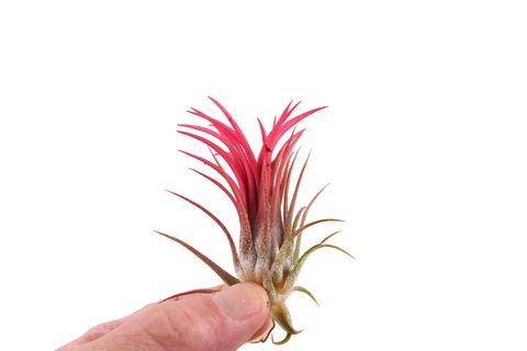 Tillandsia ionantha 'Fuego'