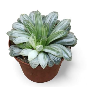 Haworthia cymbiformis 'White Tiger'