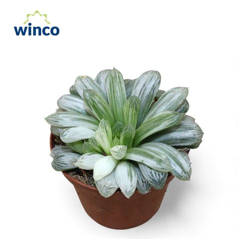 Haworthia cymbiformis 'White Tiger'