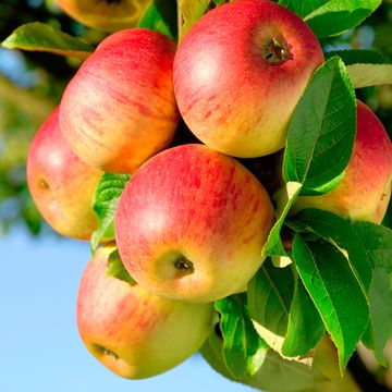 Malus domestica 'Jonagold'