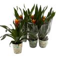 Guzmania 'Yeltix'