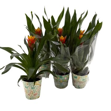 Guzmania 'Yeltix'
