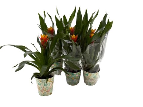 Guzmania 'Yeltix'