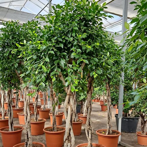 Ficus microcarpa 'Nitida'