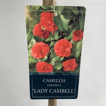 Camellia japonica 'Lady Campbell'