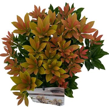 Pieris japonica 'Sarabande'