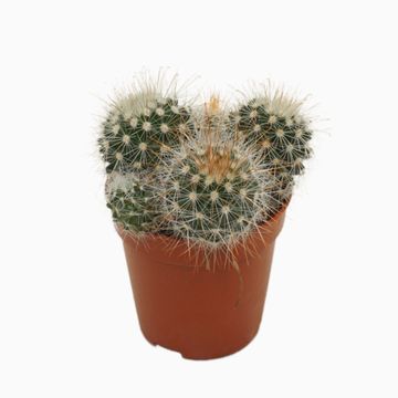 Mammillaria spinosissima