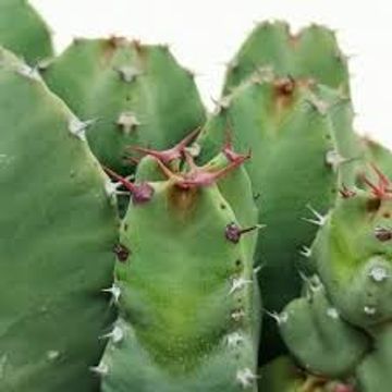 Euphorbia resinifera