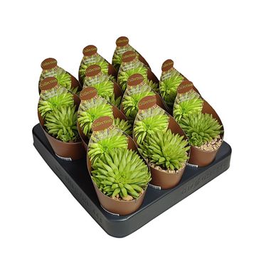 Haworthia 'Kikuhigasa'