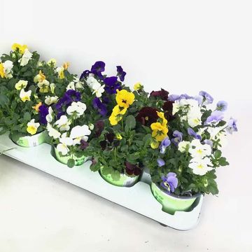 Viola CORNUTA MIX IN POT