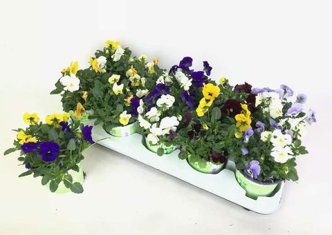 Viola CORNUTA MIX IN POT