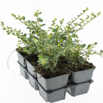 Cotoneaster procumbens 'Queen of Carpets'