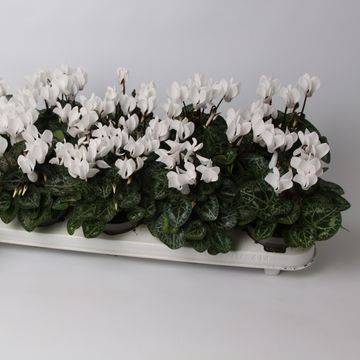 Cyclamen persicum 'Metis White Imp'