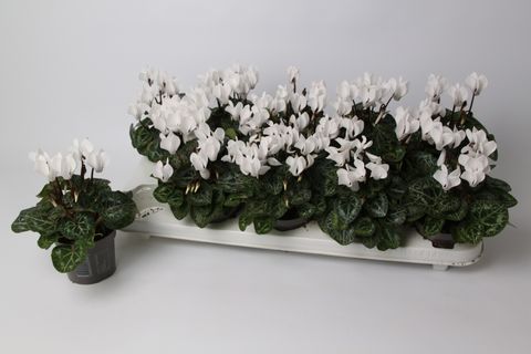 Cyclamen persicum 'Metis White Imp'