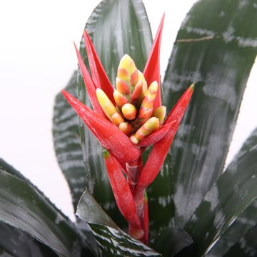 Aechmea chantinii 'Rebecca'