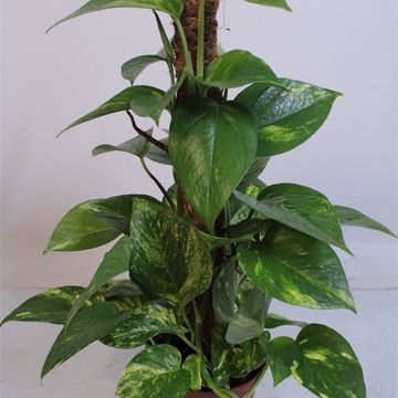 Epipremnum pinnatum 'Aureum'