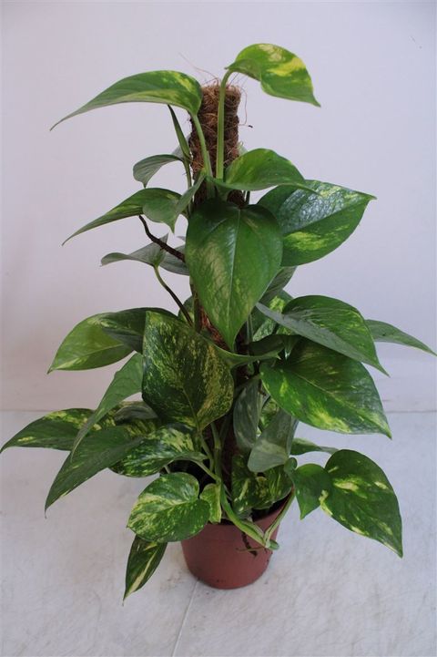 Epipremnum pinnatum 'Aureum'