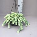 Sedum burrito