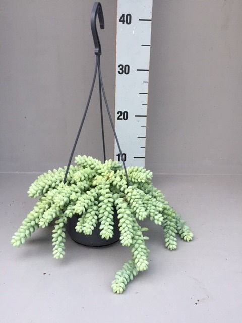 Sedum burrito