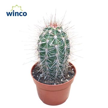 Pachycereus pringlei