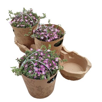 Drosanthemum hispidum