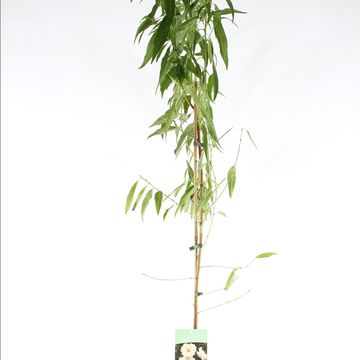 Prunus persica TAOFLORA WHITE