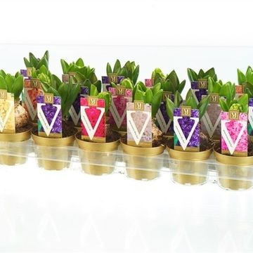 Hyacinthus orientalis MIX