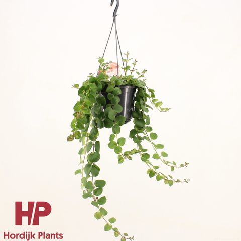 Aeschynanthus 'Pink Polka'