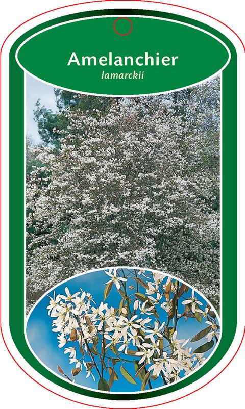 Amelanchier lamarckii