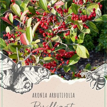 Aronia MIX