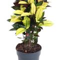 Codiaeum variegatum 'Mrs Iceton'